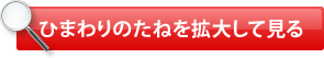 ひまわりのたねを拡大して見る